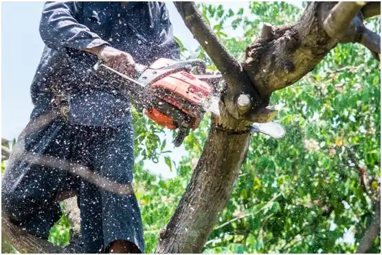 tree services Mitchell